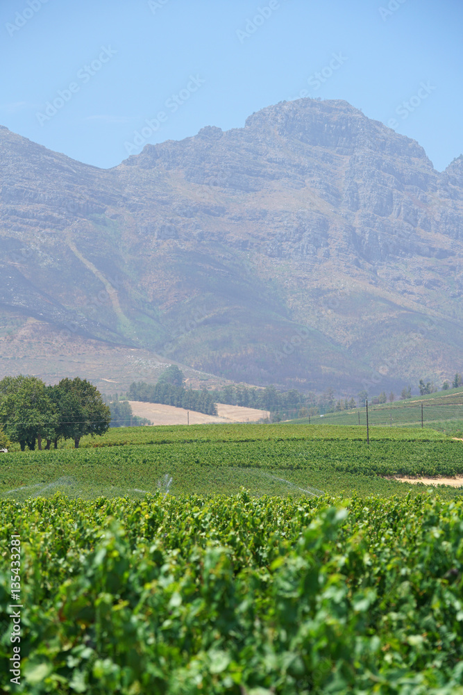 View of Stellenbosch vineyards, South Africa View of Stellenbosch vineyards, South Africa