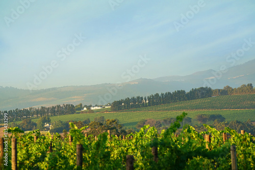 View of Stellenbosch vineyards, South Africa