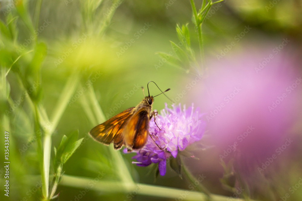 Skipper butterfly sitting on a plant Skipper butterfly sitting on a plant