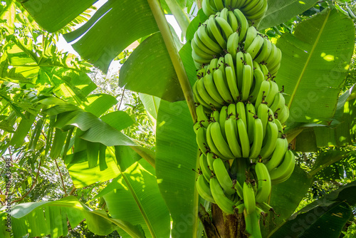 Fotografija Giant cavendish banana bunch on the plantation