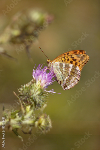Butterfly (Argynnis pandora) on thistle © perfidni1