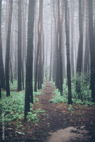 Mysterious dark forest  Vertical photo
