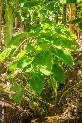 Yam plant growing in hot climate