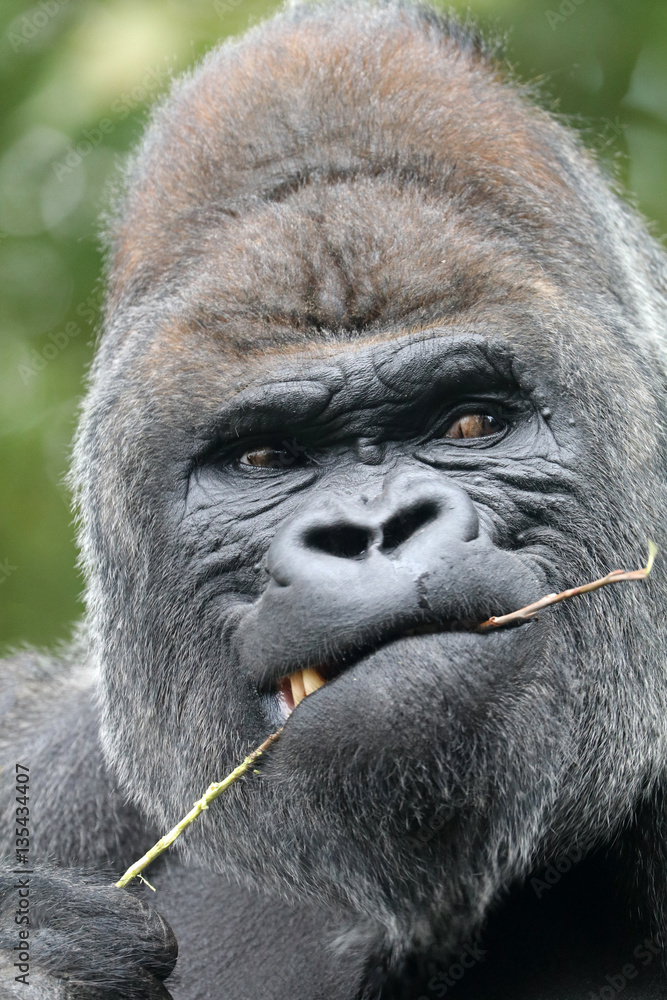 Obraz premium Gorilla