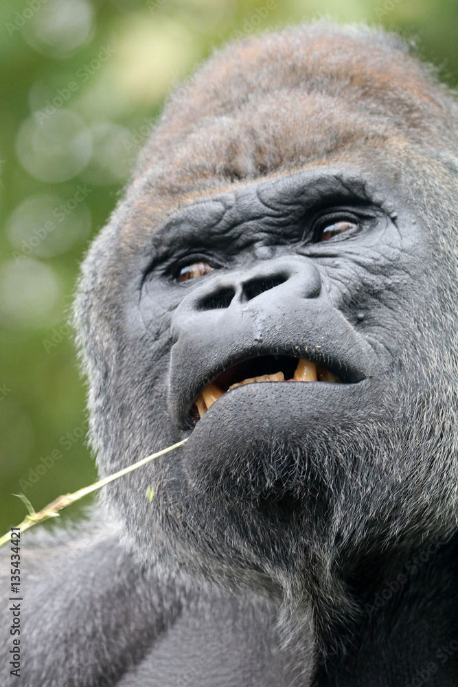 Obraz premium Gorilla