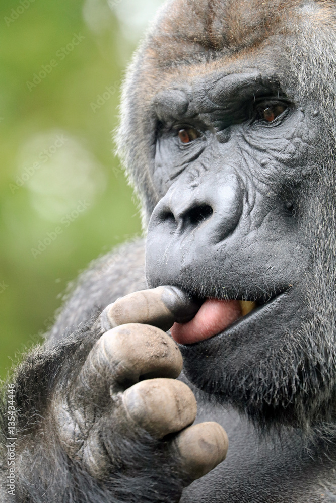 Obraz premium Gorilla