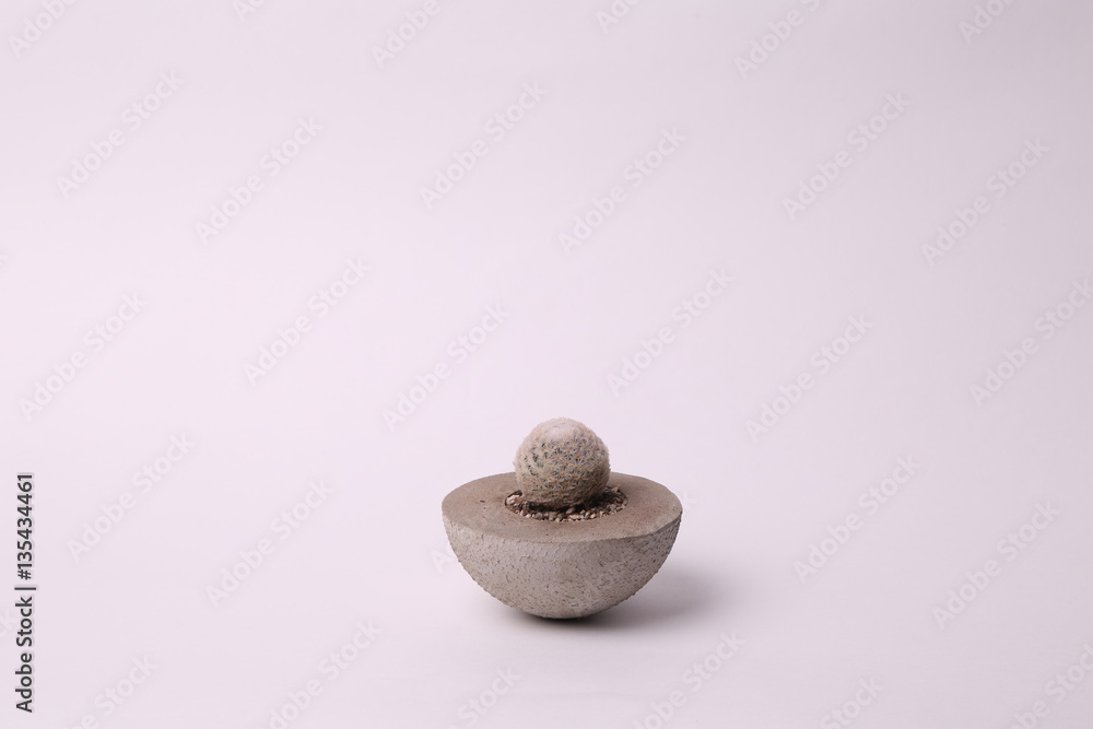 Pot with cactus Pot with cactus