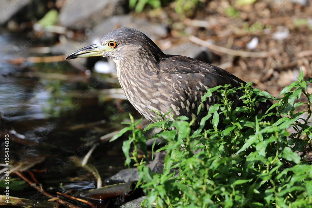 Night Heron Night Heron