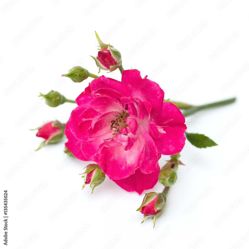 pink rose on a white background pink rose on a white background