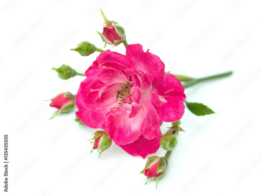 pink rose on a white background pink rose on a white background