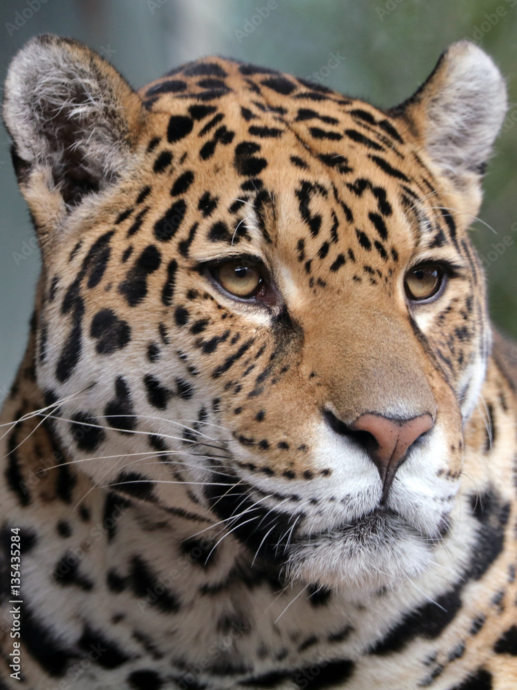 Obraz premium Jaguar