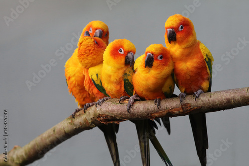 Sun parakeets photo