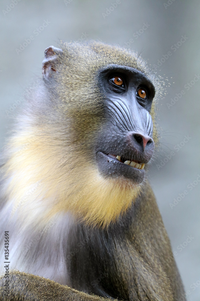 Fototapeta premium Mandrill
