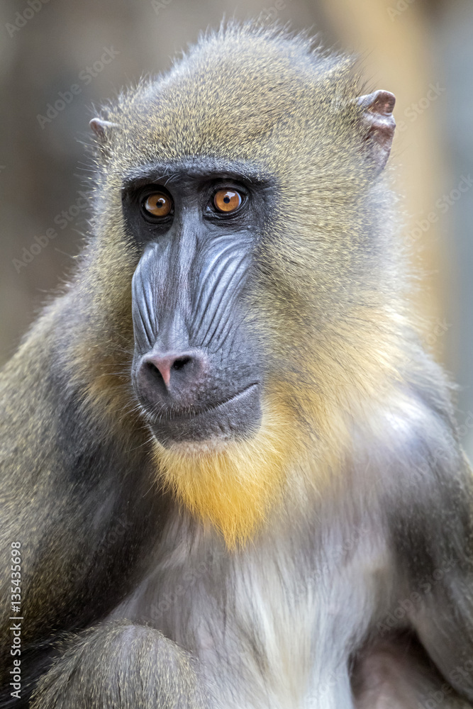 Mandrill