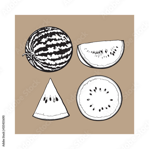 black and white Whole, half, quarter and slice of ripe watermelon, sketch style vector illustration isolated. Realistic hand drawing of whole, half, quarter and piece of watermelon