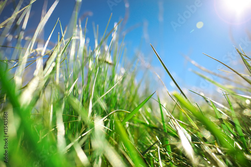 Background with soft focus grass closeup on meadow in the sunshi