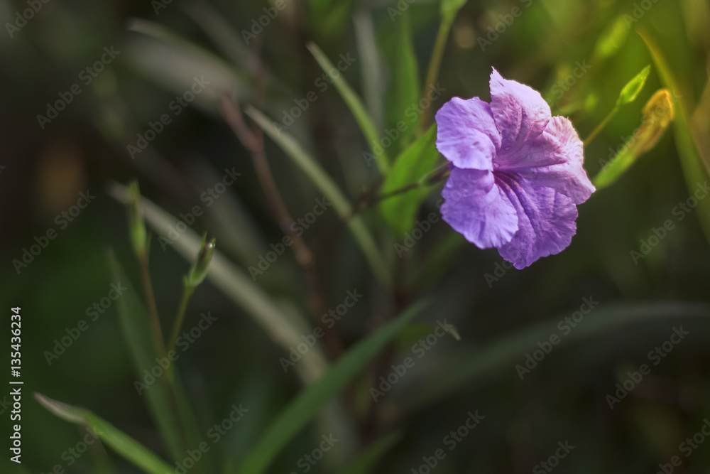 beautiful wild petunius (flower) in morning
beautiful wild petunius (flower) in morning