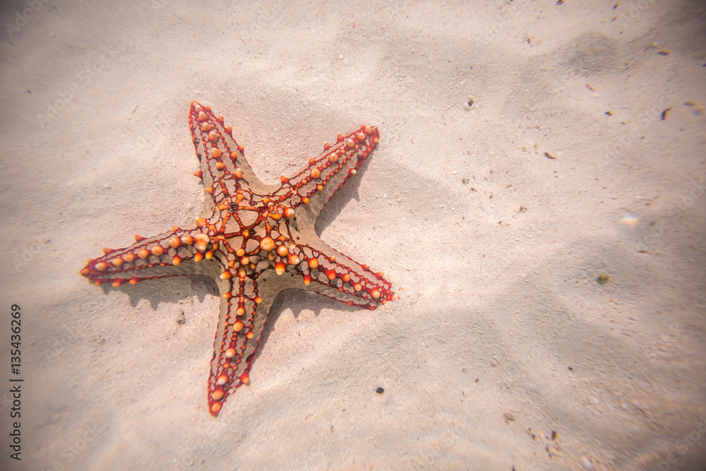 Red starfish resting on the bottom of Indian Ocean Red starfish resting on the bottom of Indian Ocean