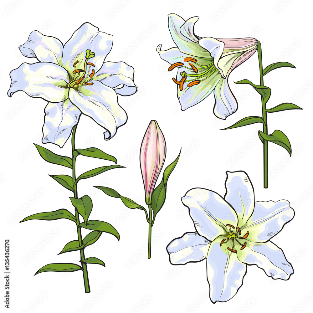 Set of hand drawn white lily flowers in side and top view, sketch style