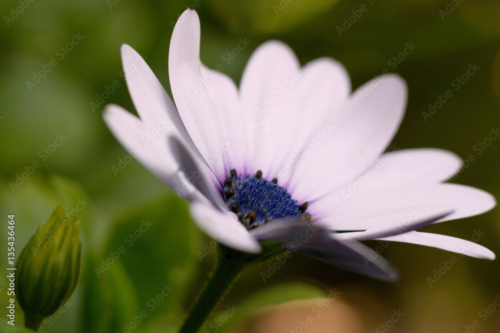 osteospermum blooming in the garden osteospermum blooming in the garden