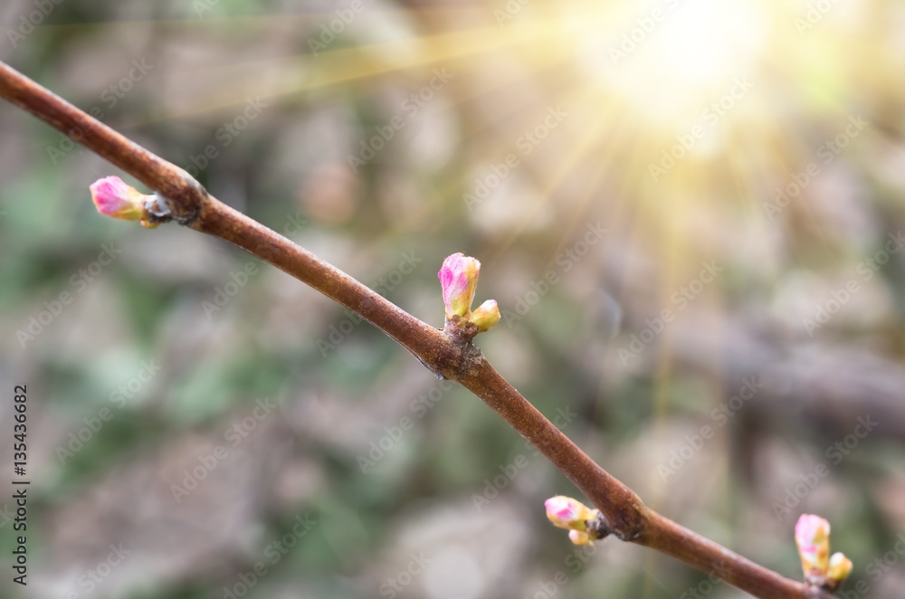 vine and grape buds, closeup , spring background vine and grape buds, closeup , spring background