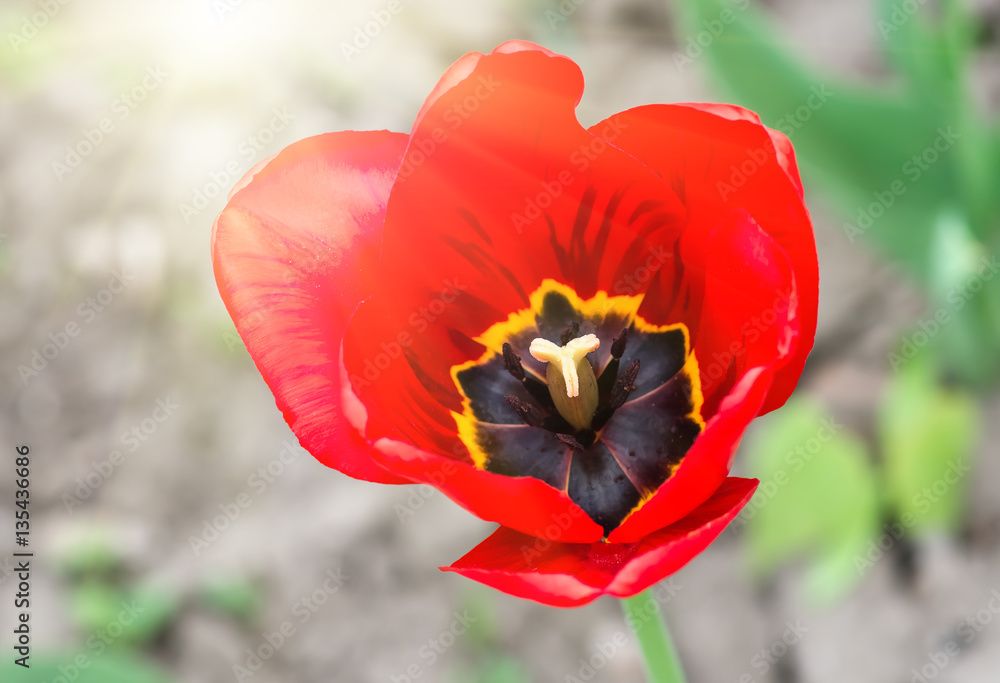red tulips in the park, closeup. Spring landscape. red tulips in the park, closeup. Spring landscape.