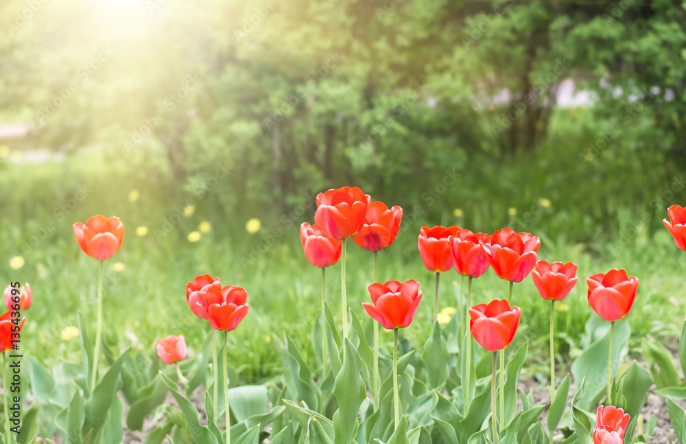 Obraz premium red tulips in the park. Spring landscape.