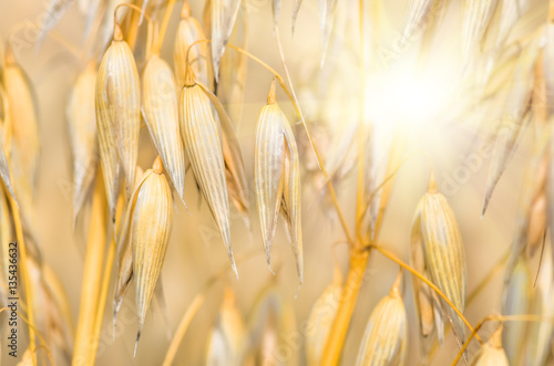 organic golden ripe ears of oats in field