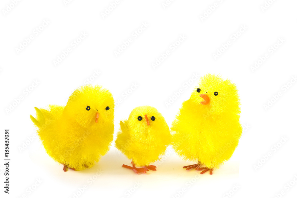 Family of yellow chicks isolated on white background