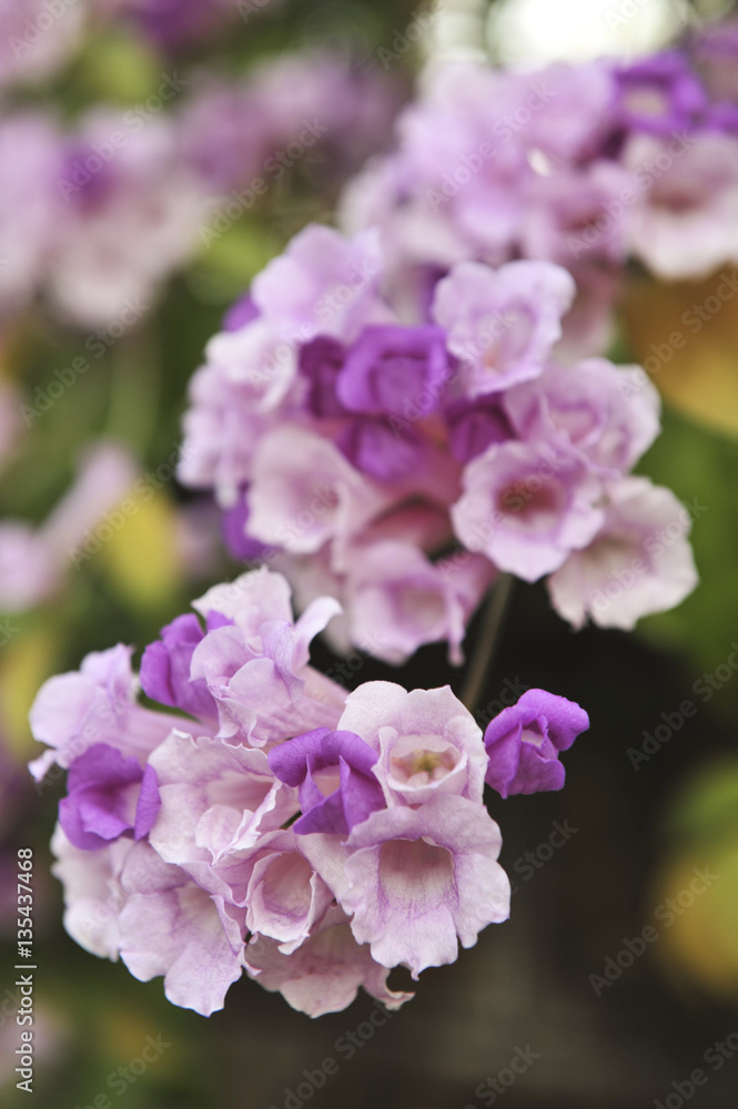 Garlic vine violet flower selective focus point Garlic vine violet flower selective focus point
