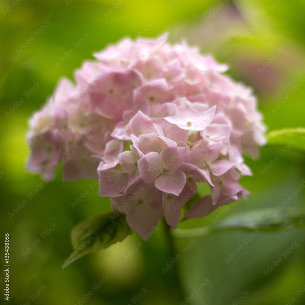 closeup image of hydrangea flower closeup image of hydrangea flower