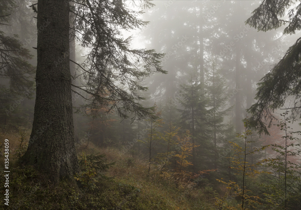 Obraz premium Bergwald im Nebel