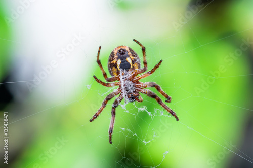 Spider Trap on Web