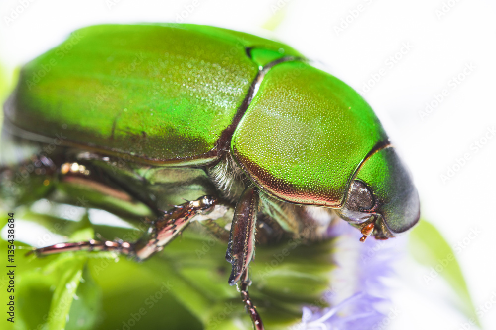 Scarab beetle or Anomala grandis green little bug insect macro Scarab beetle or Anomala grandis green little bug insect macro