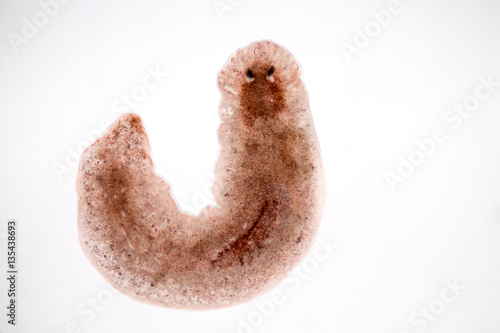 Planarian parasite (flatworm) under microscope view. photo