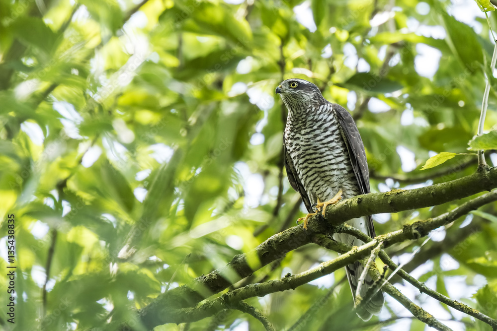 Goshawk, Accipiter gentilis, perched in a tree Goshawk, Accipiter gentilis, perched in a tree