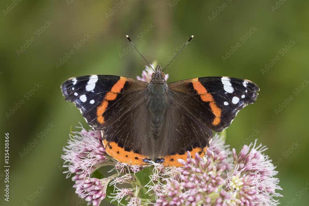 Naklejka premium Red Admiral butterfly, Vanessa atalanta, pollinating