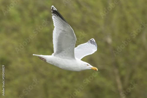 Seagull flying green nature background