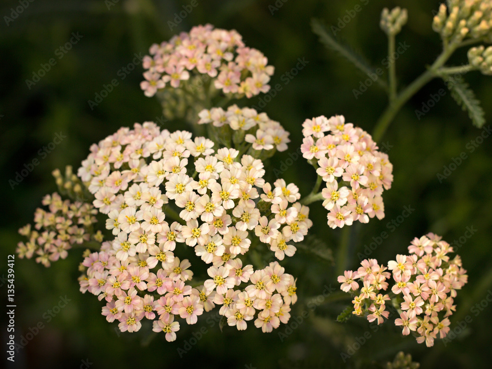yarrow growing in the garden yarrow growing in the garden