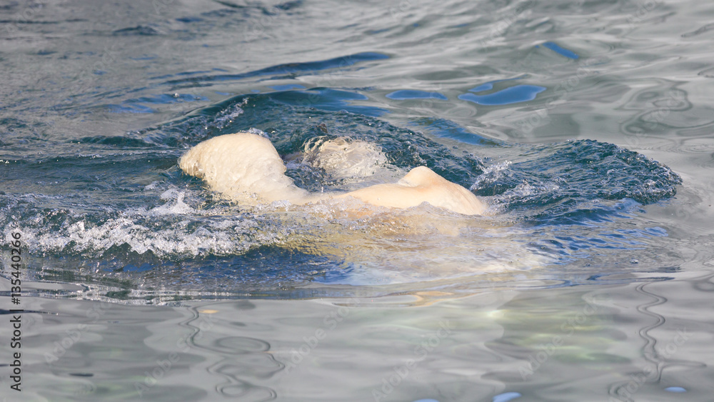 Naklejka premium Close-up of a polarbear (icebear) jumping in the water
