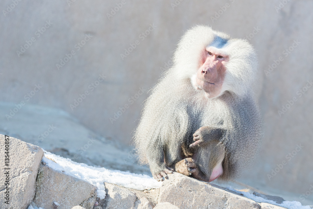 Obraz premium Close up of male hamadryas baboon
