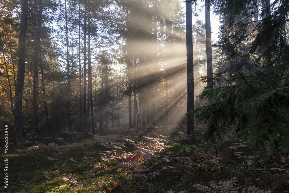 Obraz premium Bergwald im Nebel