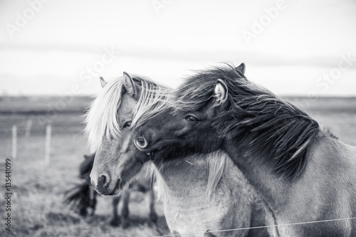 Islandpferde beim Beknabbern auf der Weide