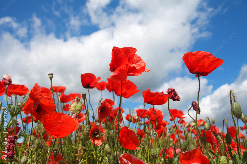Fototapeta premium Mohnblumenwiese bei Sonnenschein