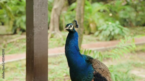 Wallpaper Mural Indian blue peafowl or peacock Pavo cristatus . Torontodigital.ca