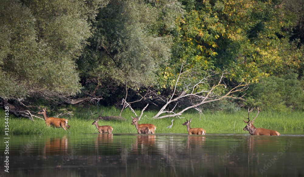 Fototapeta premium Red deer and hinds in river
