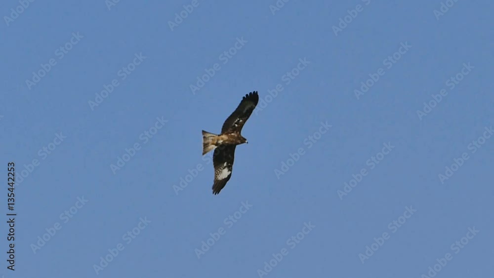 Black kite (Milvus migrans) flying on sky. nature background. Black kite (Milvus migrans) flying on sky. nature background.