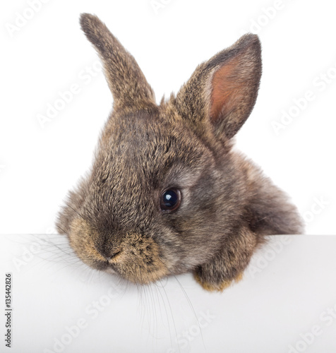 little rabbit with blank billboard