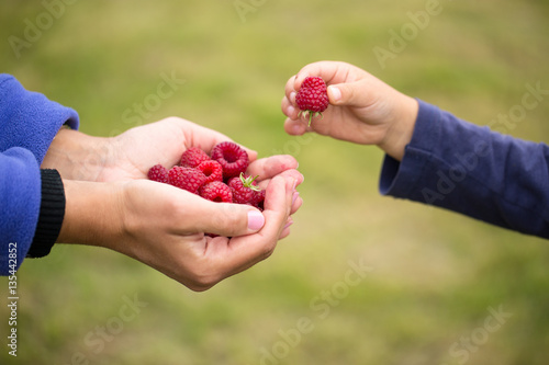 Child taking raspberry from mother's hands
