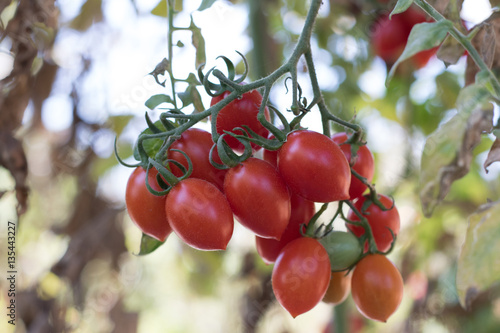 Fresh tomatoes plants (tomato)